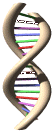 DNA animation